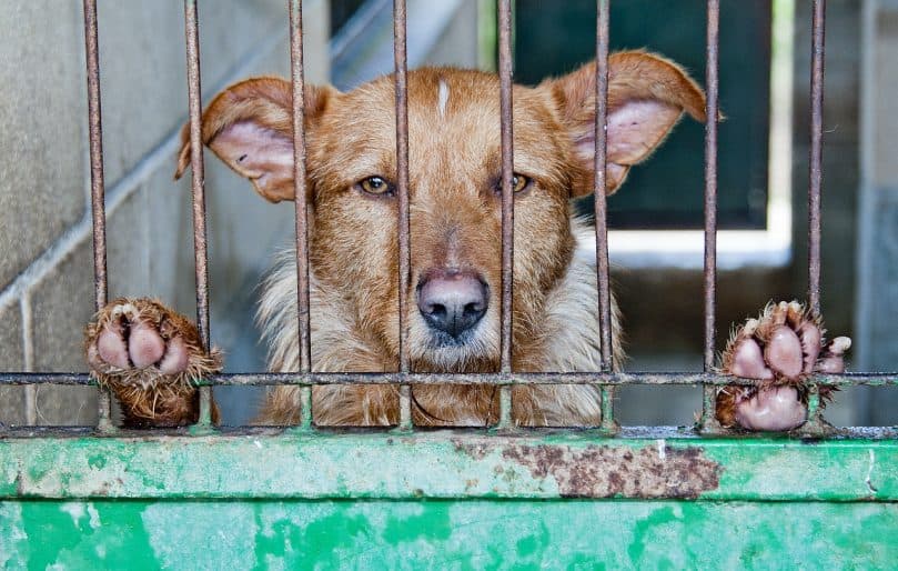 Dog looks out of cage