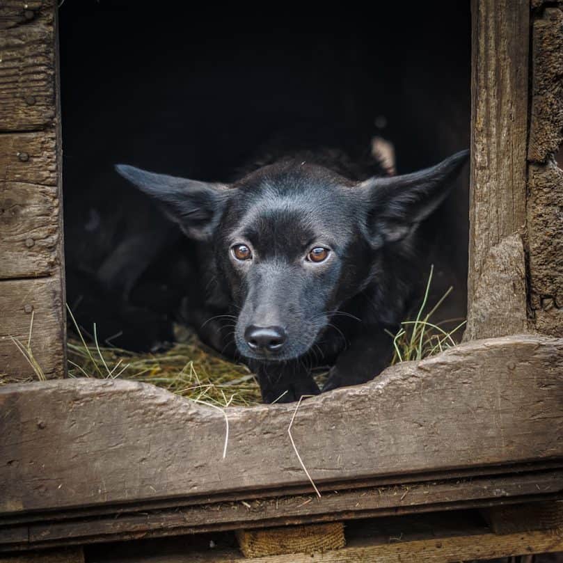 Dog laying on straw in heated dog house