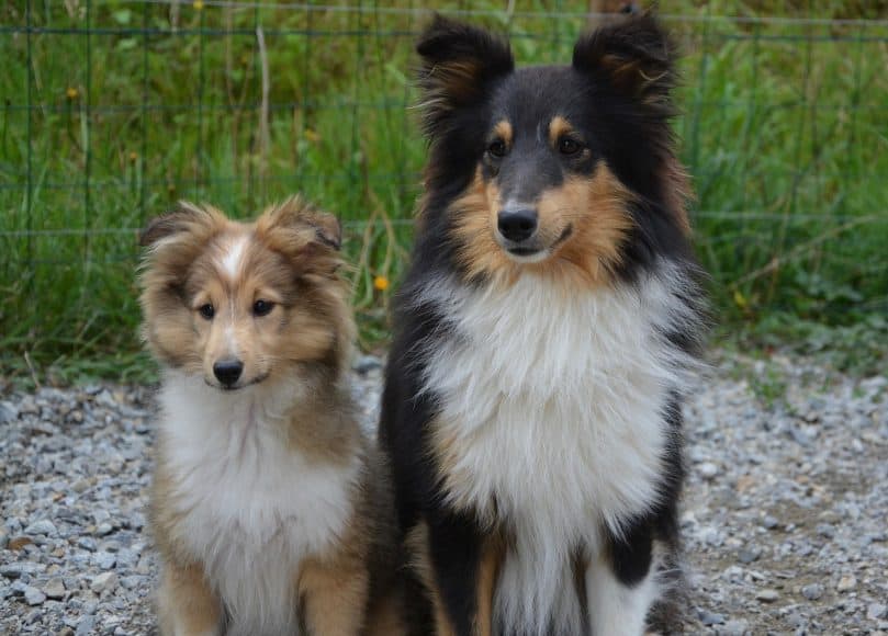 A male and female Shetland taking a picture together