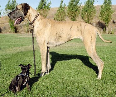 A Chihuahua and a Great Dane on the grass