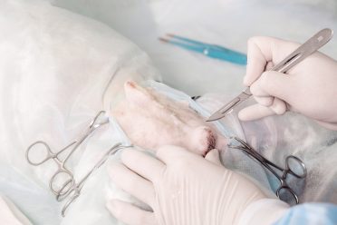 close up of veterinarian or doctor with scalpel doing surgery in the clinic or animal hospital