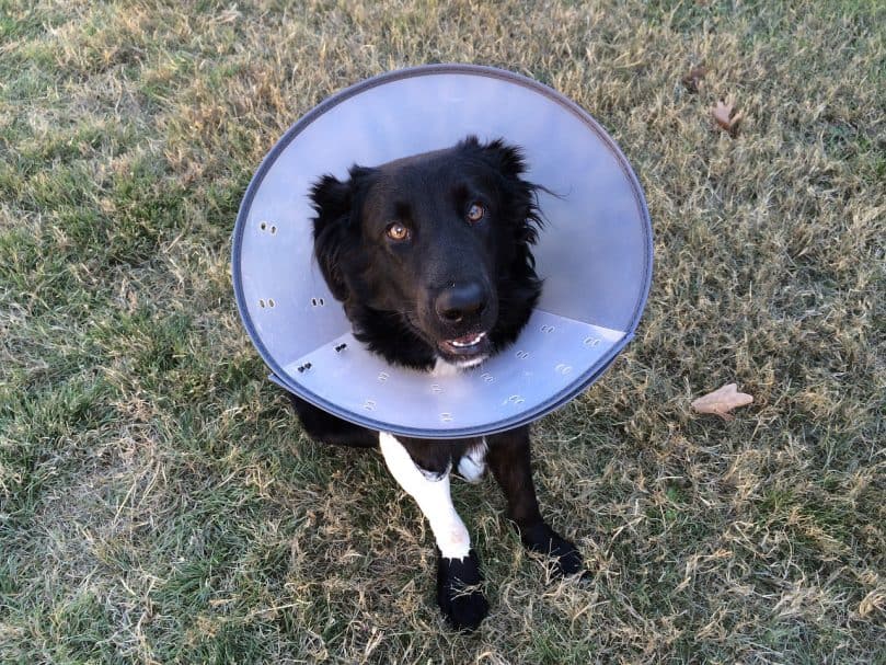 Black dog wearing the "cone of shame" while outside