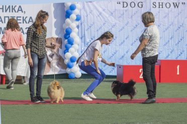 The judge inspects German Spitz in a dog show