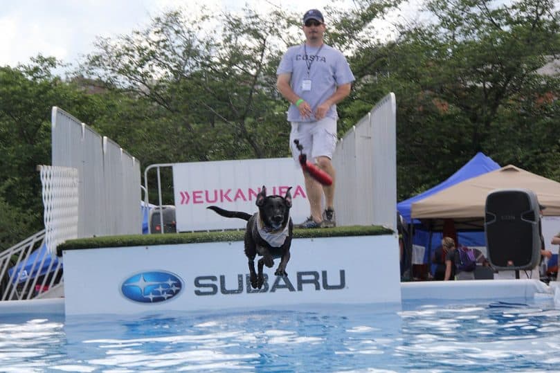 Other dog shows have diving or long jump competitions