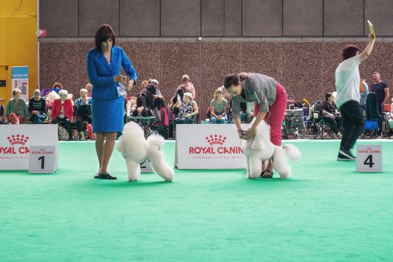 White Poodles show their tricks to the jury during the world dog show in Amsterdam