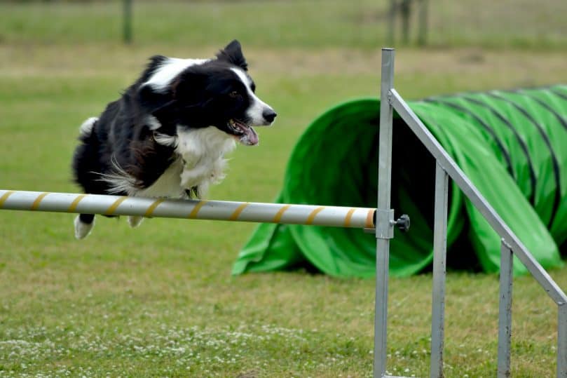 Border Collie jumping on a hurdle in a dog show's agility test