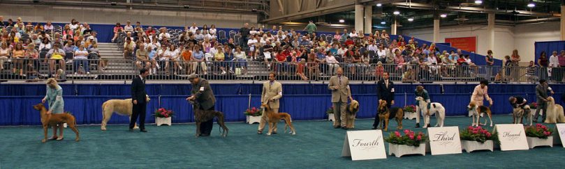 The Hounds group in the AKC dog show