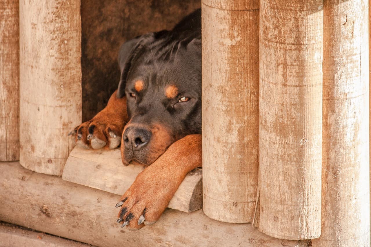 Dog inside dog house