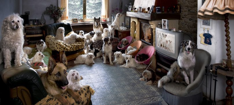 Portrait of 24 dogs in a living room in front of a TV