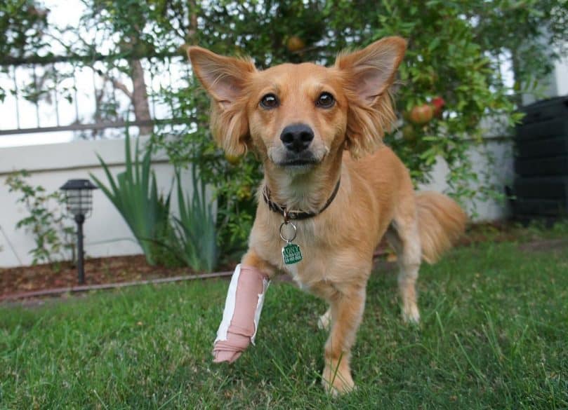 Dorgi with a broken leg playing outside in the grass