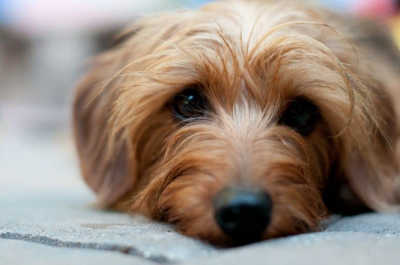 Close-up of a Dorkie