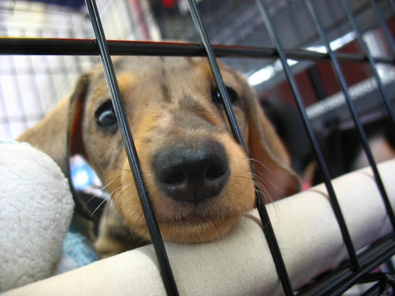 Dorkie puppy poking its nose out of a cage