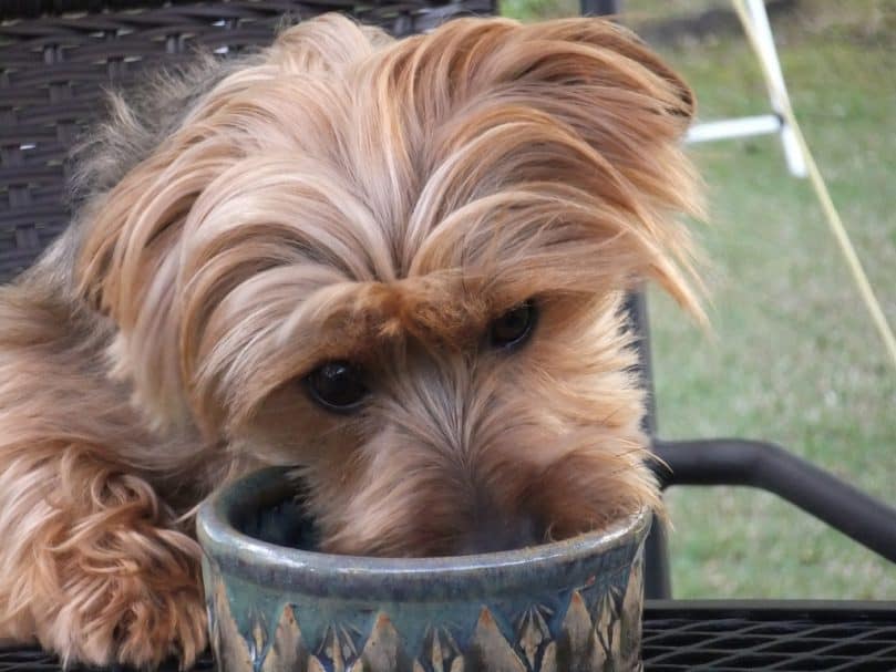 Yorkie Dachshund Mix eating out of a bowl