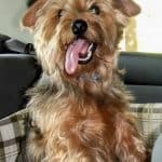 Dachshund Yorkie Mix in a car