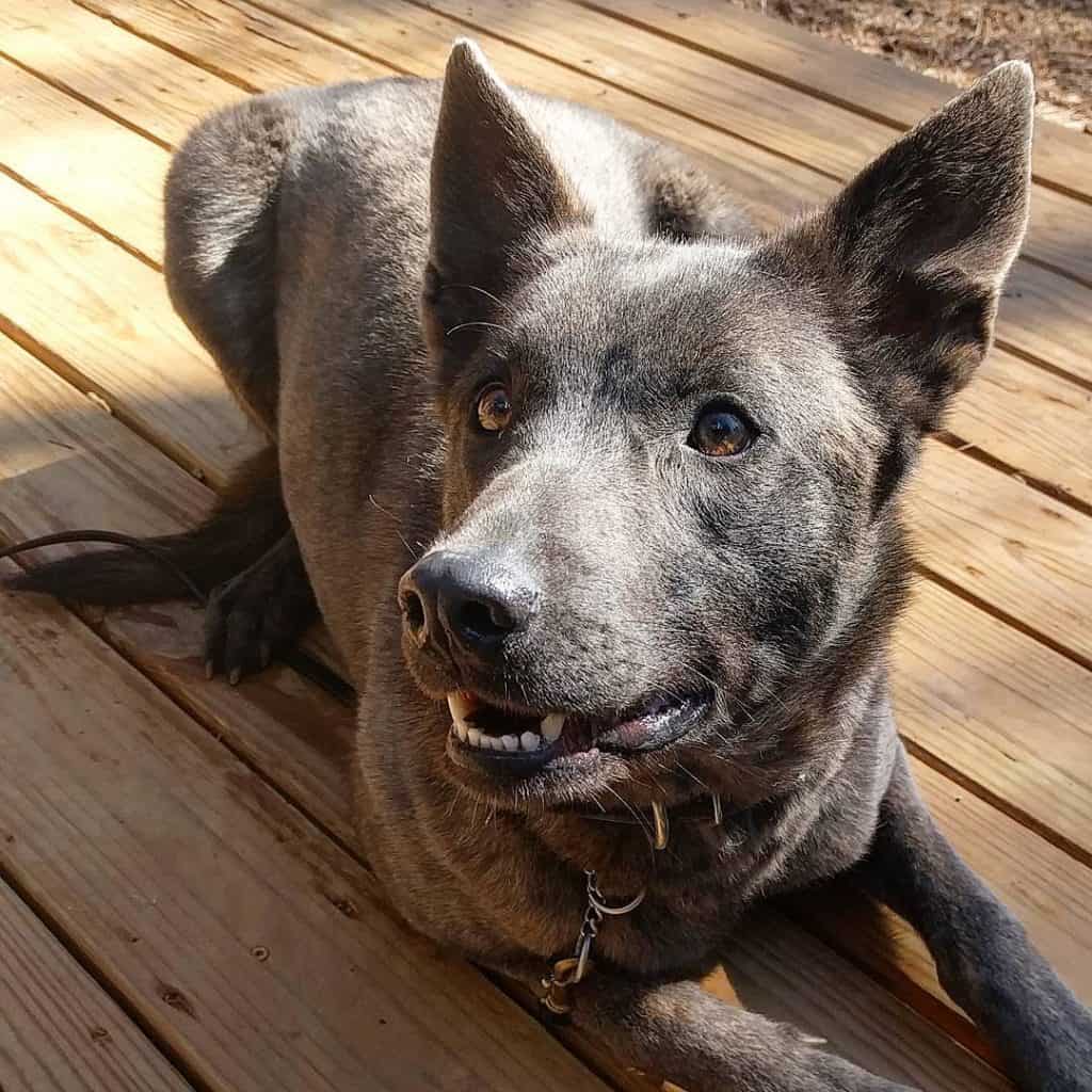 Dutch Shepherd outdoors