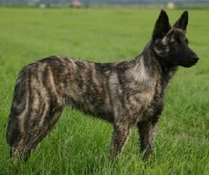 Dutch Shepherd outside on a grass