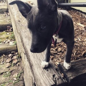 Dutch Shepherd Border Collie Mix