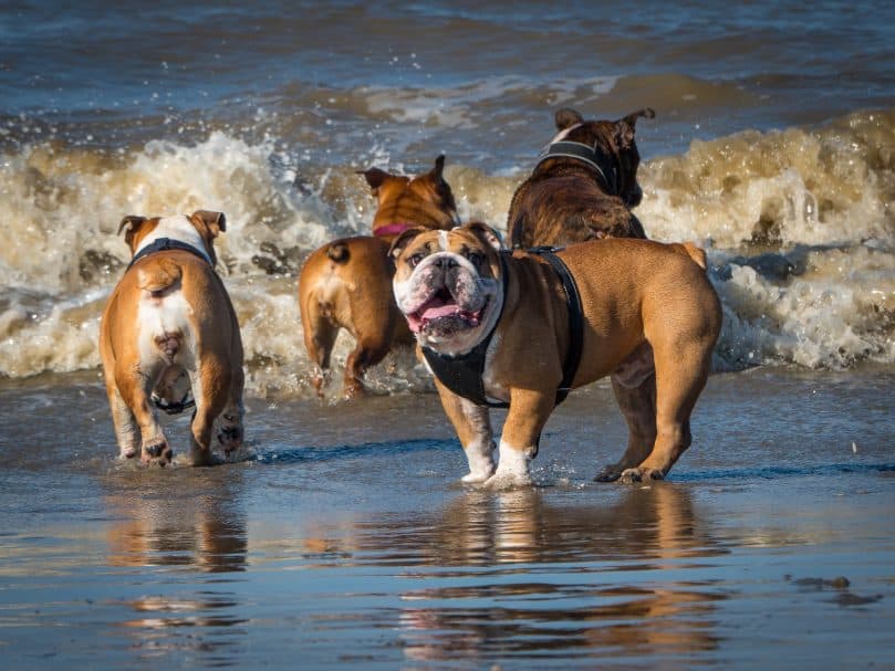 Standard English Bulldogs playing on the beach