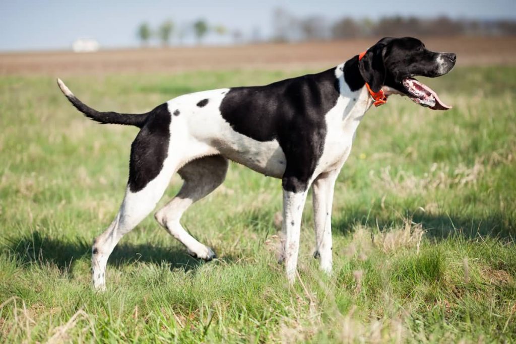 English Pointer standing on the green grass