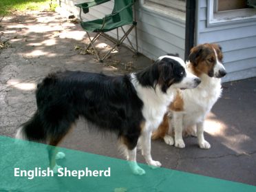 English Shepherd