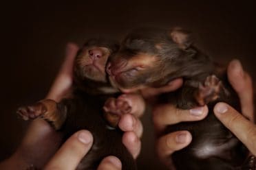 Two cute newborn puppies but one is smaller