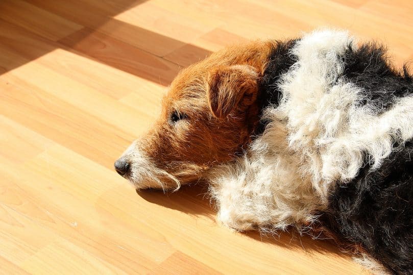 Fox Terrier laying in the sunshine