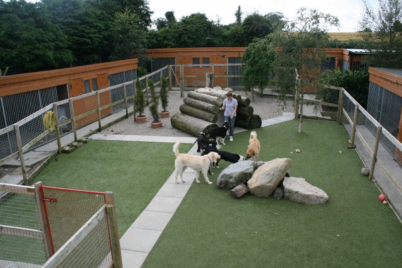 dogs playing inside a free-range boarding kennel