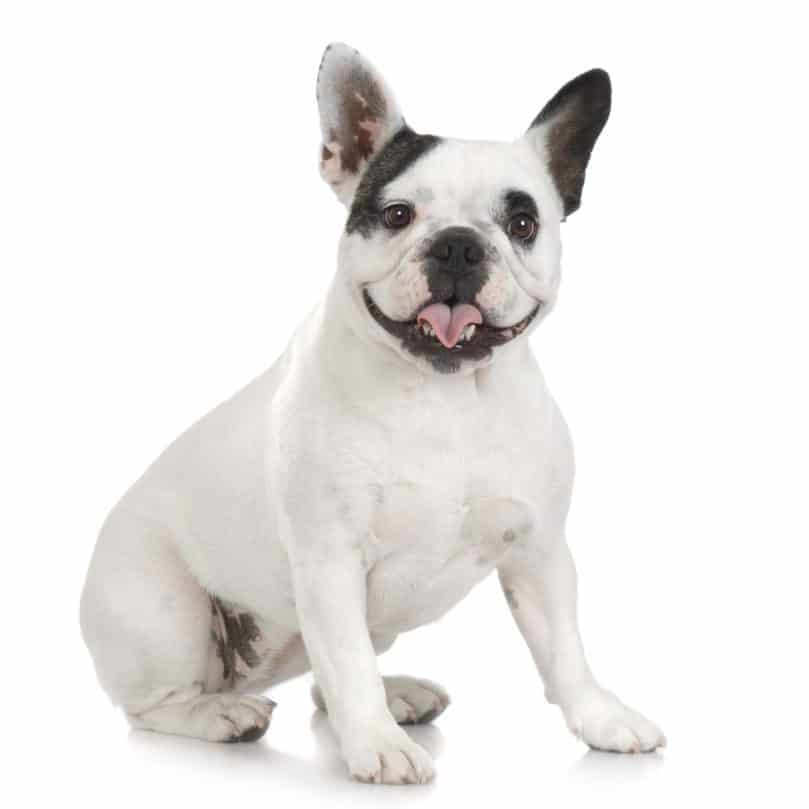 Black and white Frenchton sitting against white background