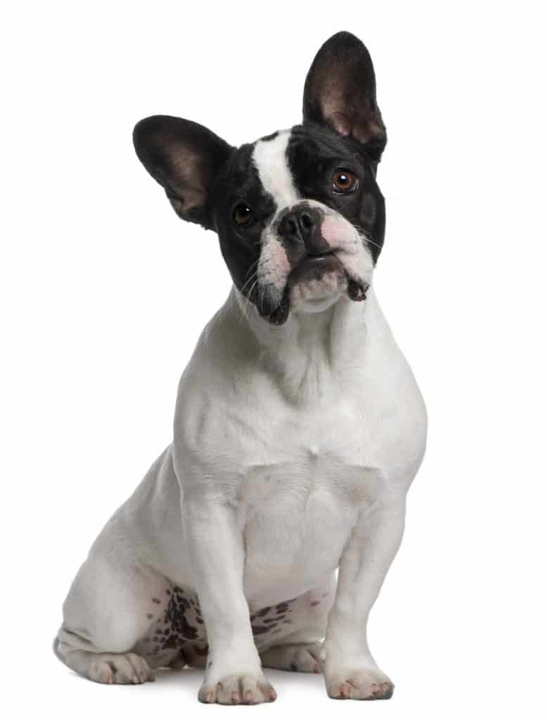 Black and white Frenchton sitting against white background