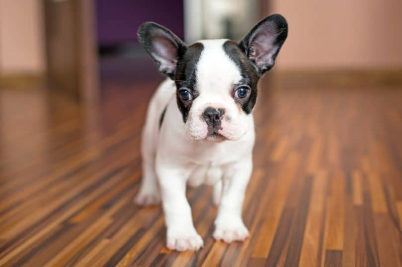 Black and white Frenchton puppy standing on wooden floor