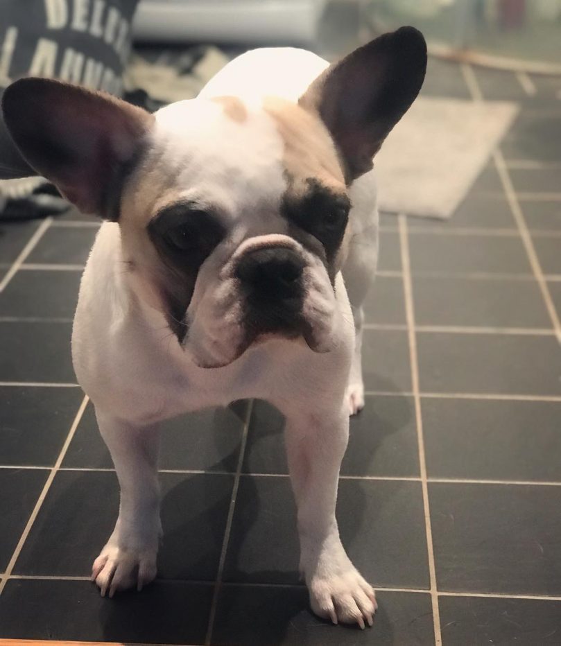 White Frug looking at the camera