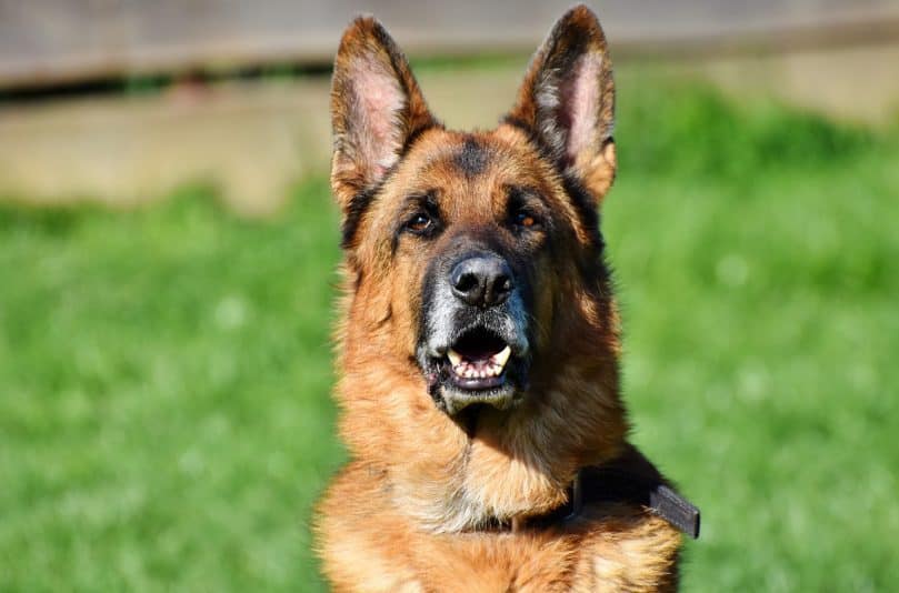 German Shepherd close up