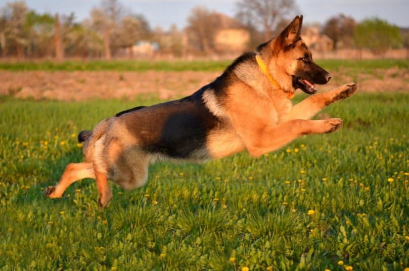 German Shepherd playing outside and jumping in the air