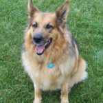 german-shepherd-collie-mix-4