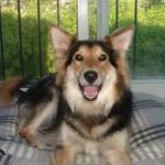 german-shepherd-collie-mix-5