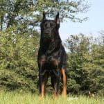 German Shepherd Doberman Mix standing in the grass