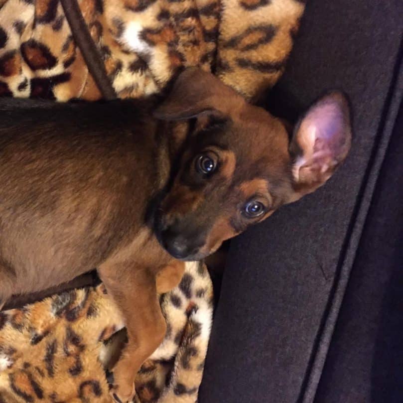 Doberman German Shepherd Mix puppy lying on the couch