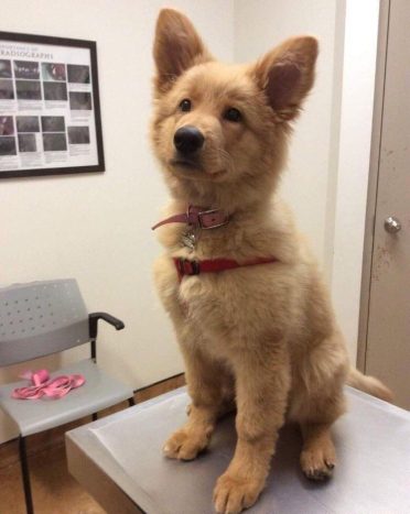 German Shepherd Golden Retriever Mix also known as Golden Shepherd