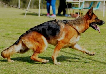 German Shepherd Hip Dysplasia