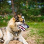 Portrait of an adult and a very intelligent dog on the nature. Mixed Shepherd and Husky.