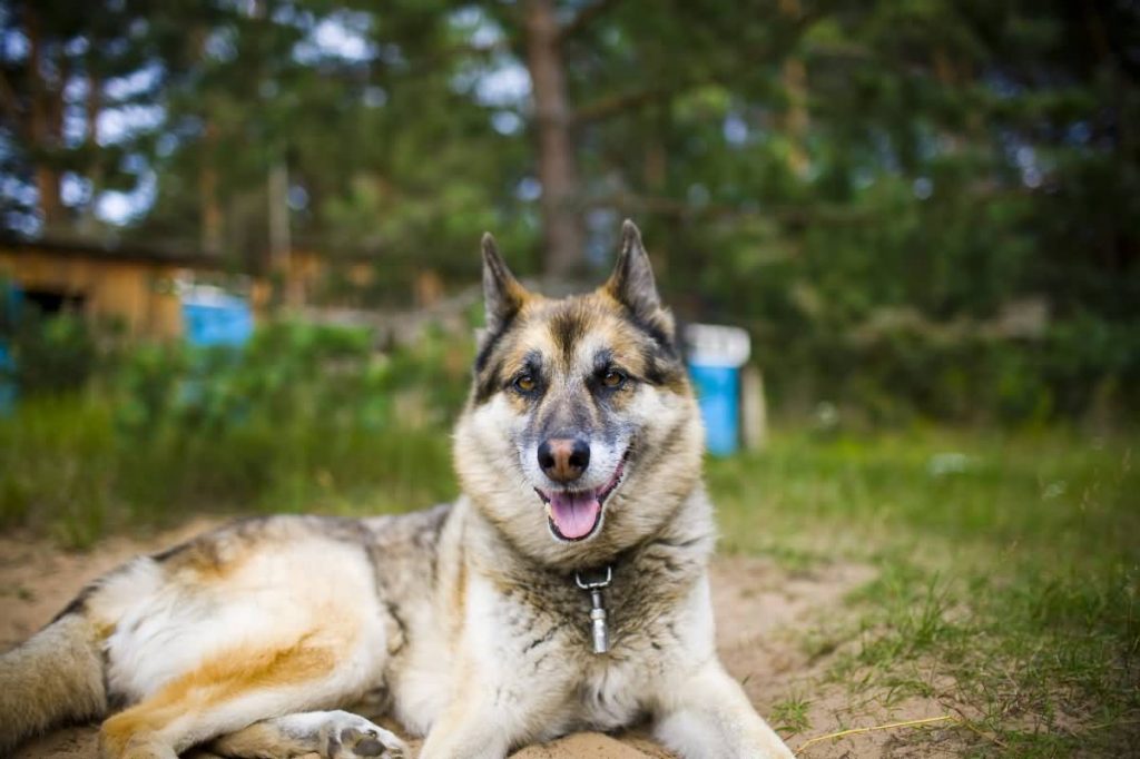 Portrait of an adult and a very intelligent dog on the nature. Mixed Shepherd and Husky.