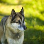 Portrait of an adult and a very intelligent dog on the nature. Mixed Shepherd and Husky.