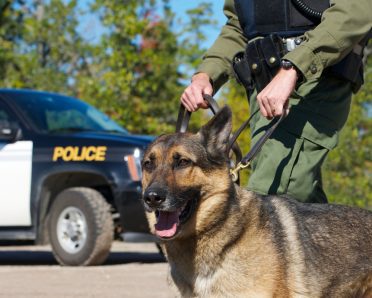 German Shepherd Police Dog