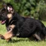 german shepherd puppies