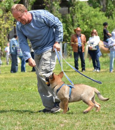 German Shepherd puppy learning to walk on a leash