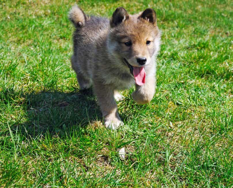 German Shepherd Puppy Running Outside