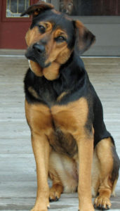 German Shepherd Rottweiler Mix