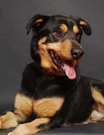 german shepherd rottweiler mix