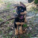 german shepherd rottweiler mix