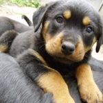 german shepherd rottweiler mix